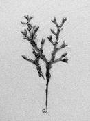 blaaswier (fucus vesiculosus) 9-2014 3926-